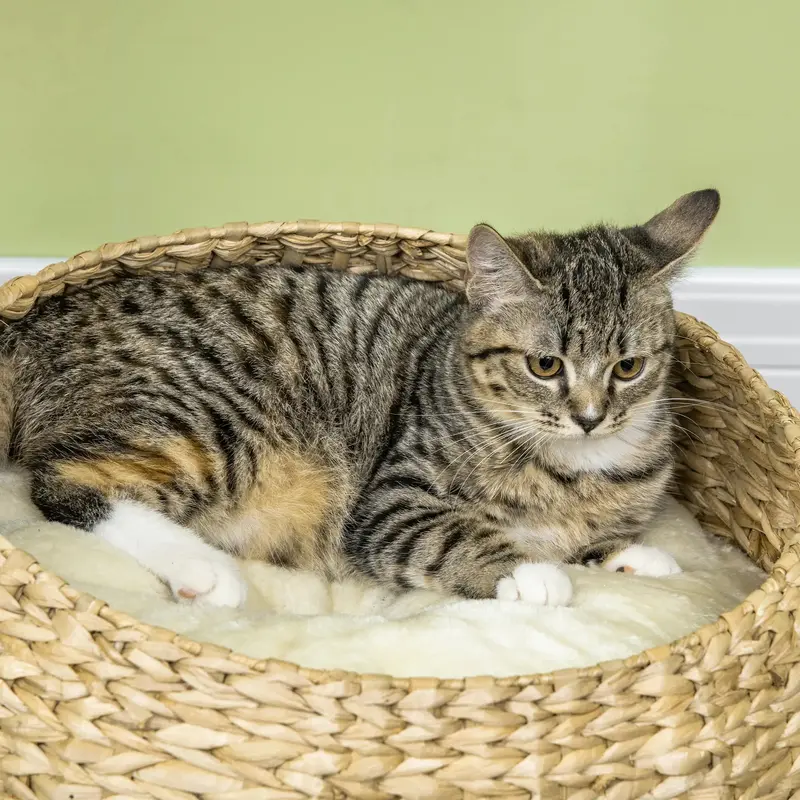 72cm Cat Tree Kitten Tower, with Sisal Scratching Post, Two Beds, Toy Ball 7