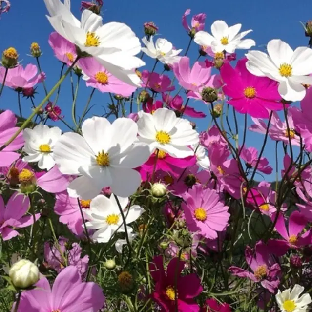 Cosmos - Dwarf Mix - 300 Flower Seeds - Cosmos BIPINNATUS 2
