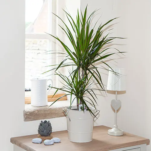 Houseplant Mix Collection, 6 x 12cm Pots 3