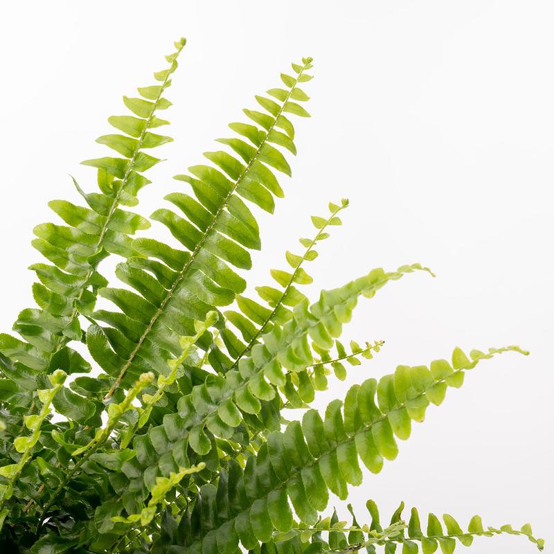 Boston Fern 1