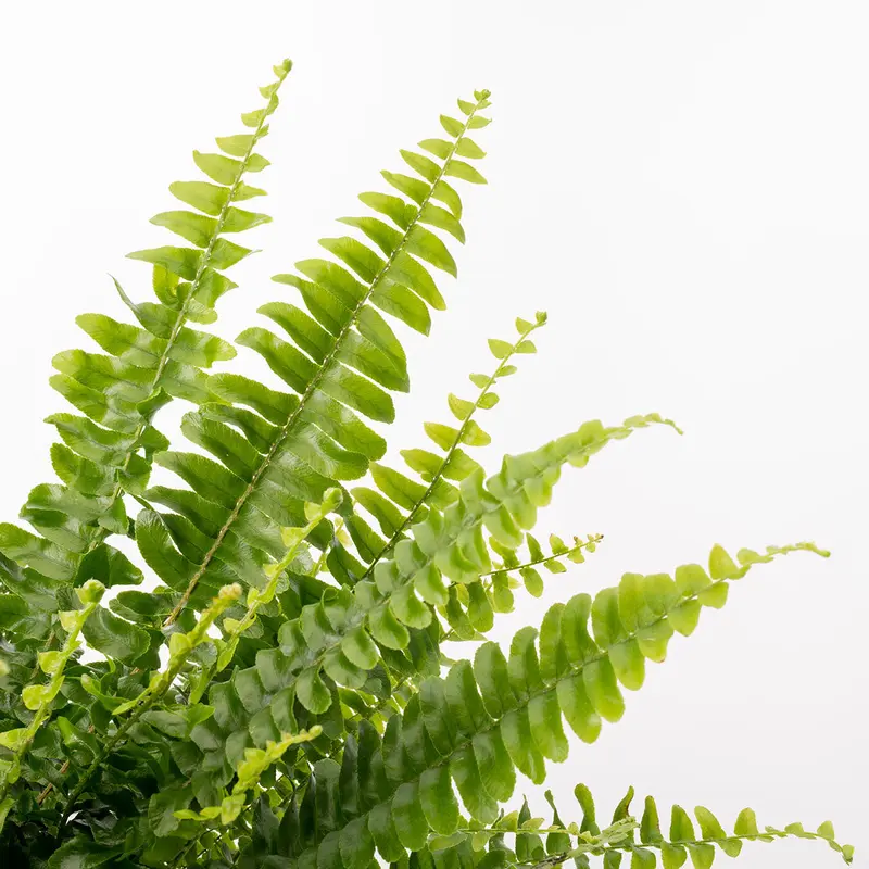 Boston Fern 1