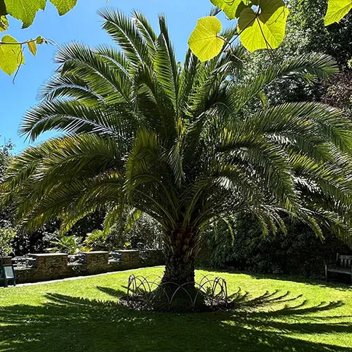 Pair of Hardy Phoenix Palm Trees, 55-75cm Tall in 15cm Pots 6