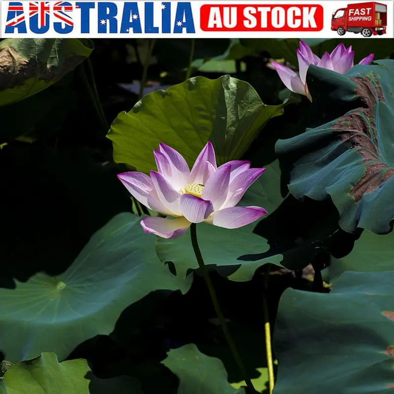 30/60/90/120 Seeds Start Your Water Garden With Hand - 10X Red Spider Lily Seeds Lycoris Radiata Flower Garden Plant Decoration Seed - Picked Lotus Seeds and Aquatic Plants UK HOT 3