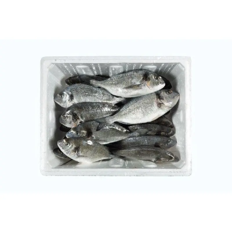 Sea Bream M Wholesale 0
