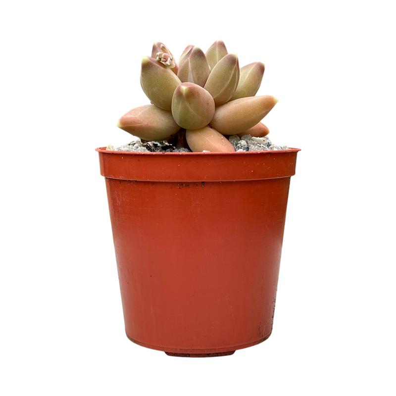 Pachyphytum compactum 'Little Jewel' 2