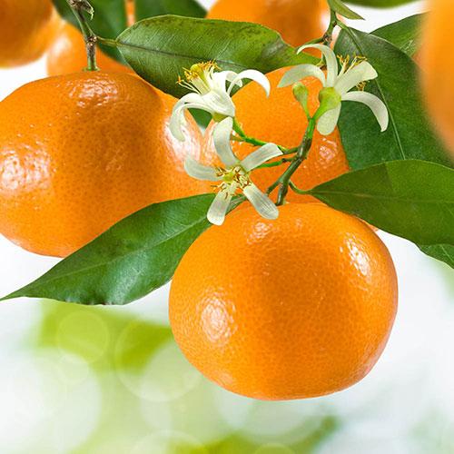 Citrus 'Mandarin' Tree in 4 Litre Pot 2