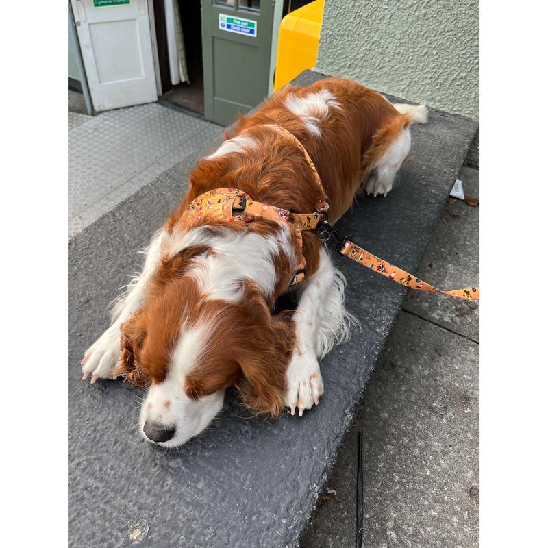 Dogs at Work - Lead 6