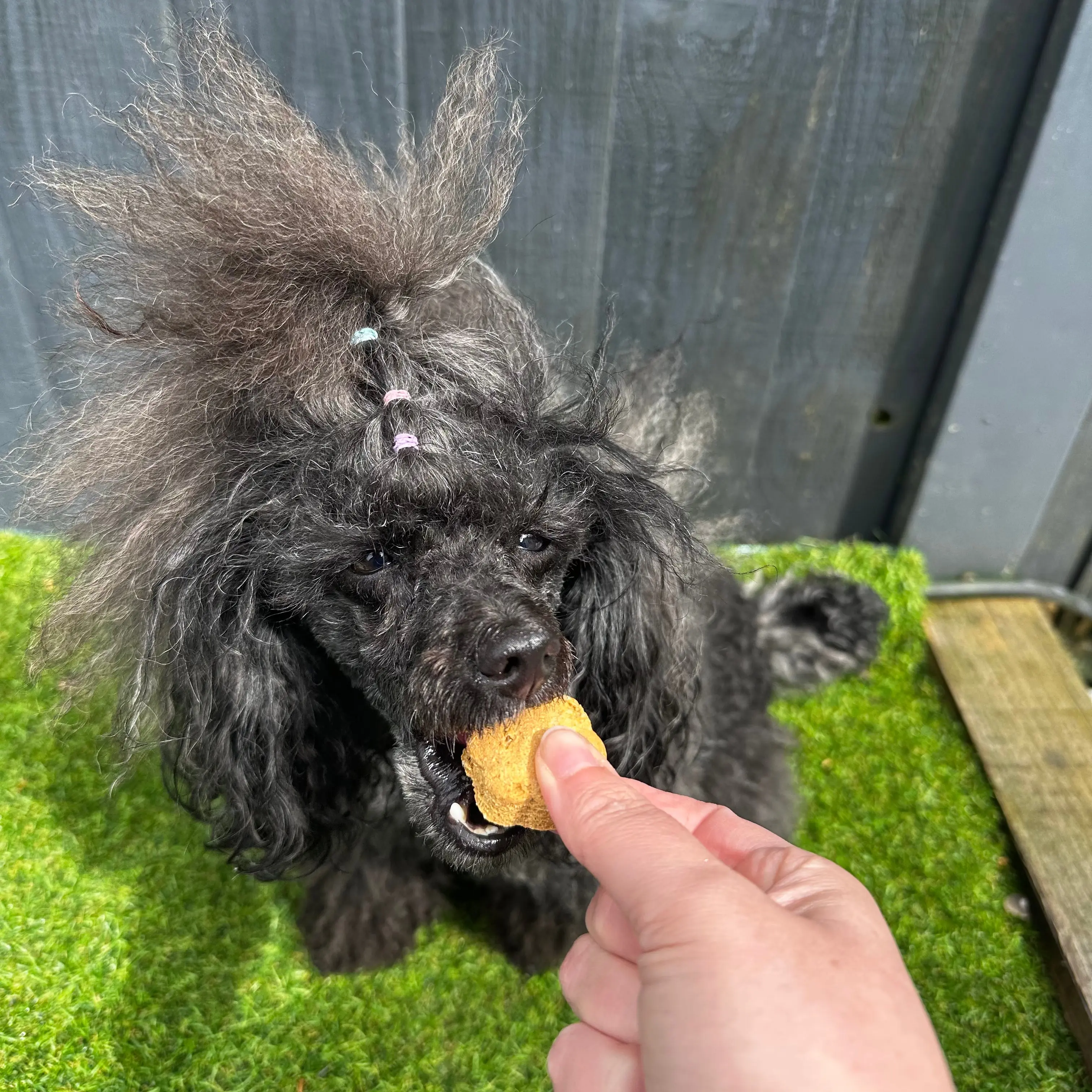 Calming Biscuit dog treats pet treat