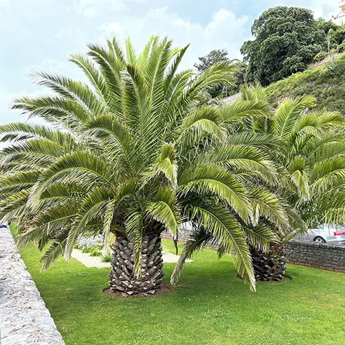 Pair of Hardy Phoenix Palm Trees, 55-75cm Tall in 15cm Pots 2