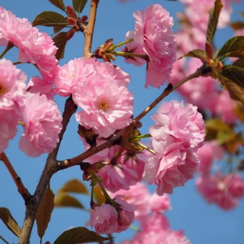 10pcs Japanese Tear Flower Cherry seed, Rare Garden Japanese Tear Flower Cherry Blossom High Growth Tree Cold1Resistant Seeds High Quality American Ready1Made Christmas Gifts1fresh seeds 1 limited supply 1 precious variety high quality 4