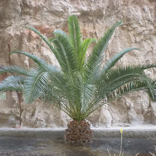 Pair of Hardy Phoenix Palm Trees, 55-75cm Tall in 15cm Pots 5