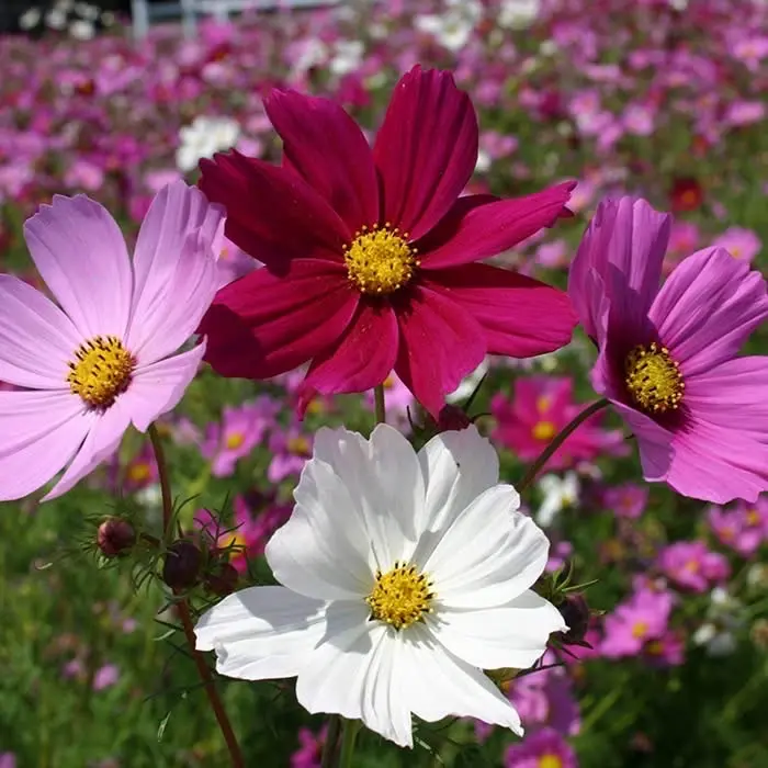 Cosmos - Dwarf Mix - 300 Flower Seeds - Cosmos BIPINNATUS 3
