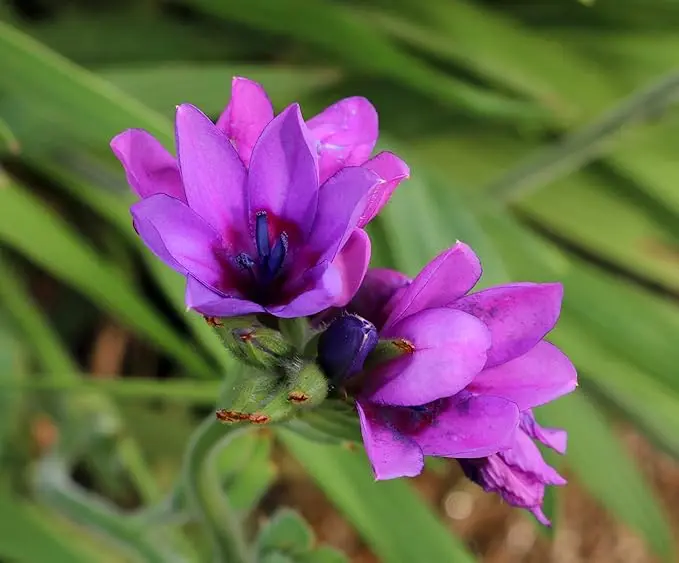 10 x Babiana Stricta Mixed Bulbs Baboon Flower Fragrant Perennial Garden Plant 2
