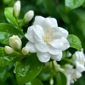 50 Jasmine Seeds, aromatic plants, suitable for garden and home planting, evergreen all year round, jasmine garden balcony climbing flowers non-GMO