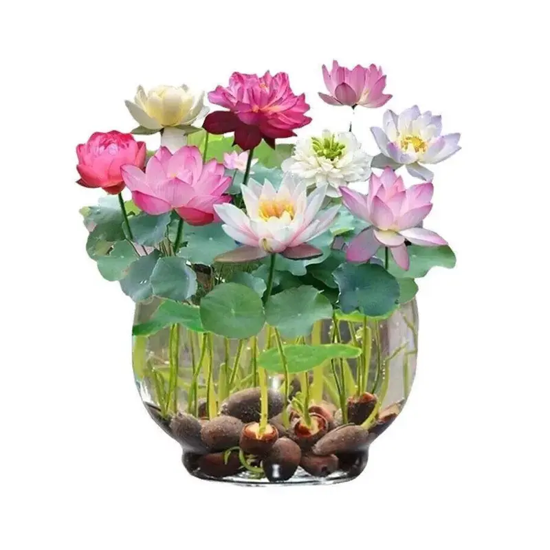 30/60/90/120 Seeds Start Your Water Garden With Hand - 10X Red Spider Lily Seeds Lycoris Radiata Flower Garden Plant Decoration Seed - Picked Lotus Seeds and Aquatic Plants UK HOT 1