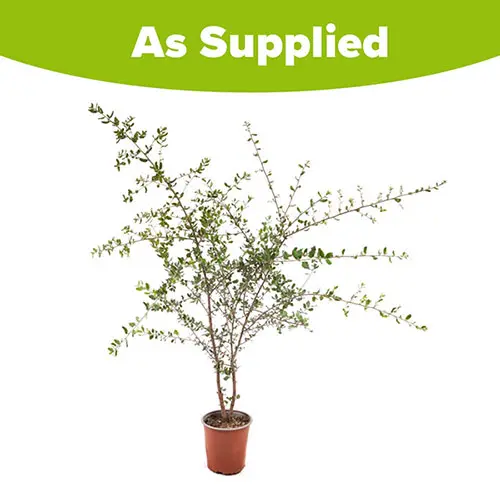 Quercus Suber (Cork Oak) 80-90cm 3 Litre 2