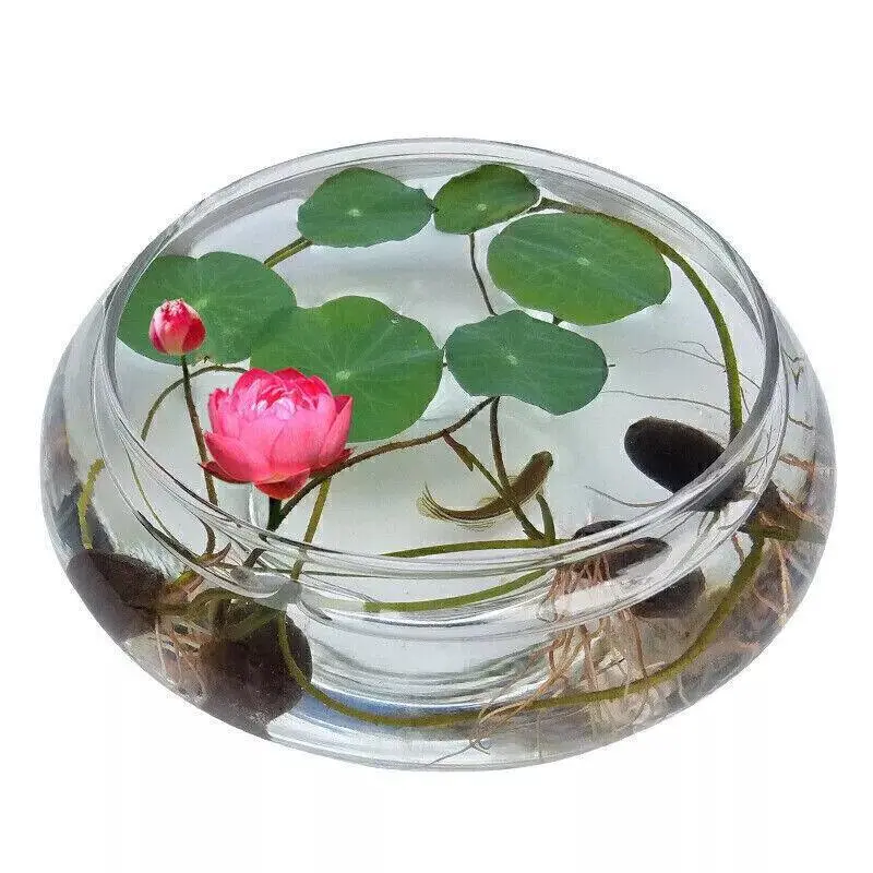 30/60/90/120 Seeds Start Your Water Garden With Hand - 10X Red Spider Lily Seeds Lycoris Radiata Flower Garden Plant Decoration Seed - Picked Lotus Seeds and Aquatic Plants UK HOT 5